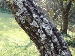 Lichen on a kiepersol stem