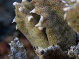 Odontophorus marlothii... &quot;Shall we dance?&quot;