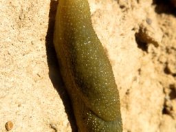 Oopelta granulosa, a land slug