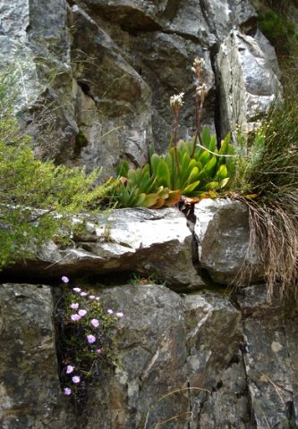Kumara haemanthifolia and mesemb