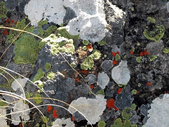 Lichen art