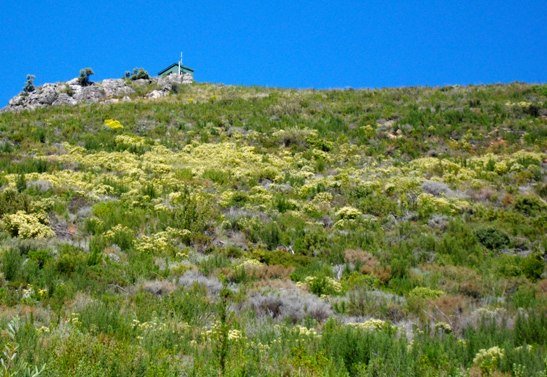 Phylica pubescens in Jonkershoek fynbos