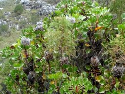 Protea cynaroides big on rock