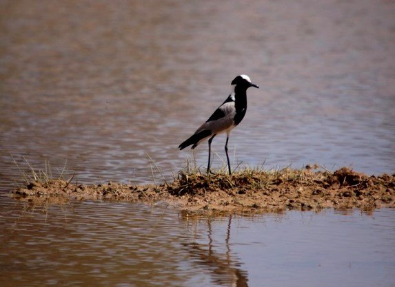 Blacksmith plover