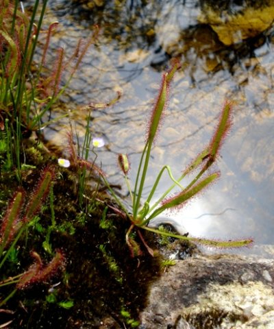 Drosera capensis increasing