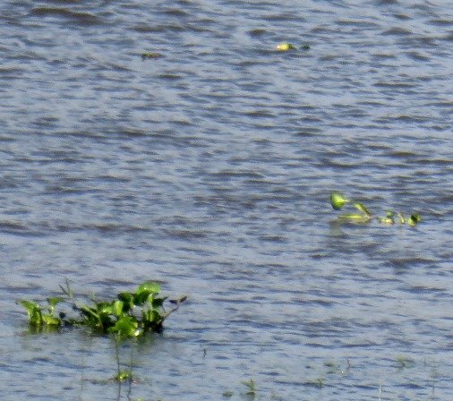 Eichhornia crassipes, the invasive water hyacinth