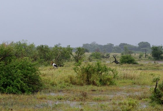 Dining out in saddle-billed stork style