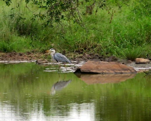 Grey heron 
