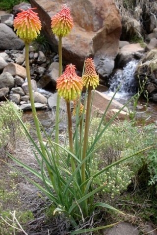 Kniphofia fluviatilis by a Maluti mountain stream