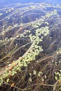Limosella inflata