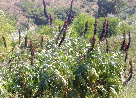 Melianthus major near a seasonal watercourse