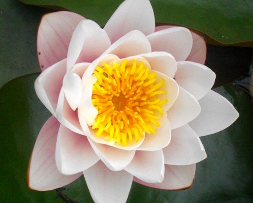 Nymphaea cultivar 