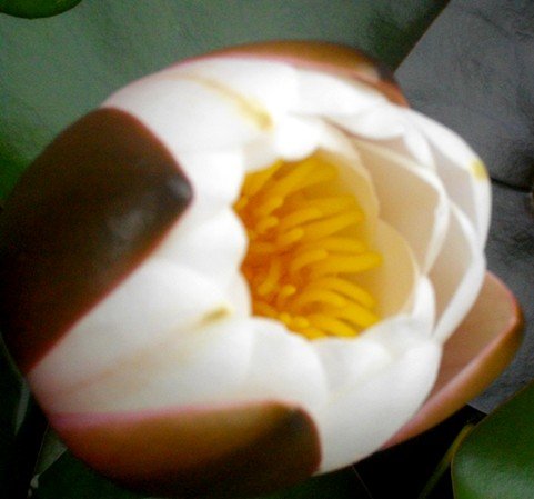 Nymphaea cultivar opening