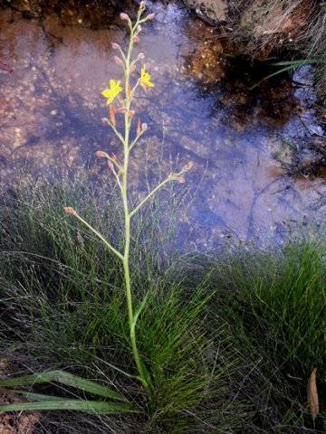 Wachendorfia paniculata 