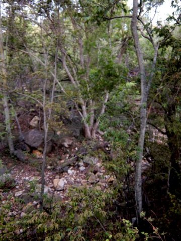 Damhoek dry watercourse 