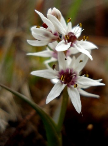 Wurmbea stricta 