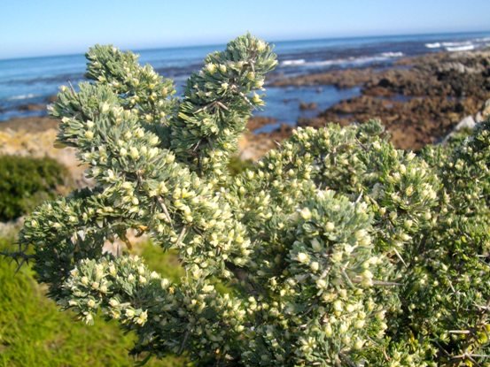 Asparagus capensis