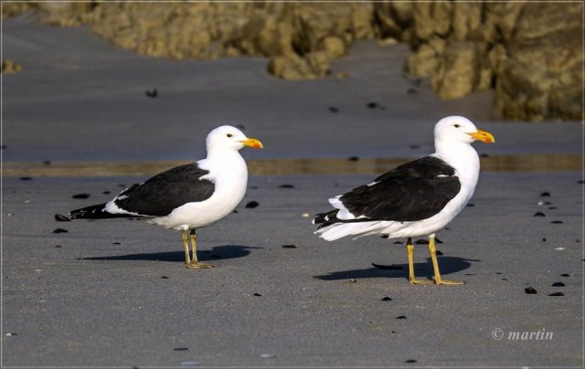 Kelp gulls or Cape gulls?