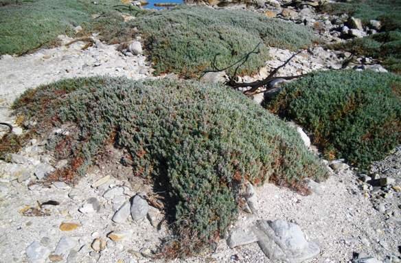 Bassia diffusa on coastal sand