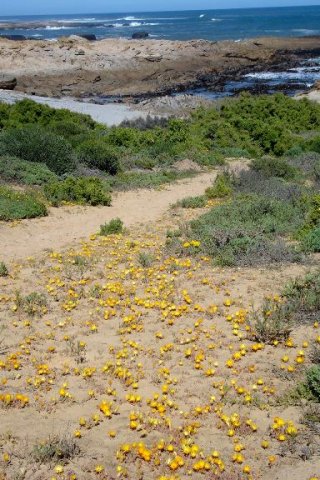 Cleretum bellidiforme, bokbaaivygies 