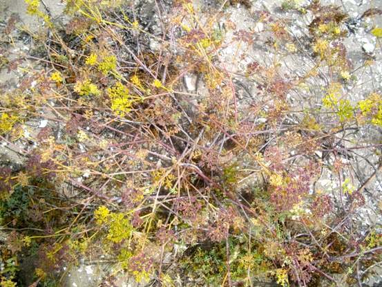Dasispermum suffruticosum in summer heat