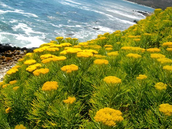 Hymenolepis crithmifolia on a steep rocky slope