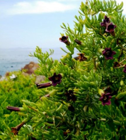 Lycium afrum sea view