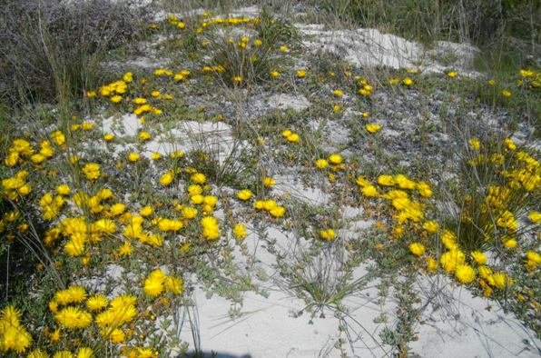 Mesembs and restios near Melkbosstrand