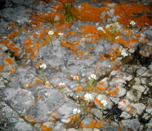 Ornithogalum thyrsoides braving rock and salt