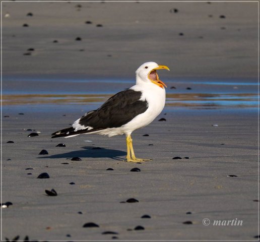 Pavarotti, the kelp gull