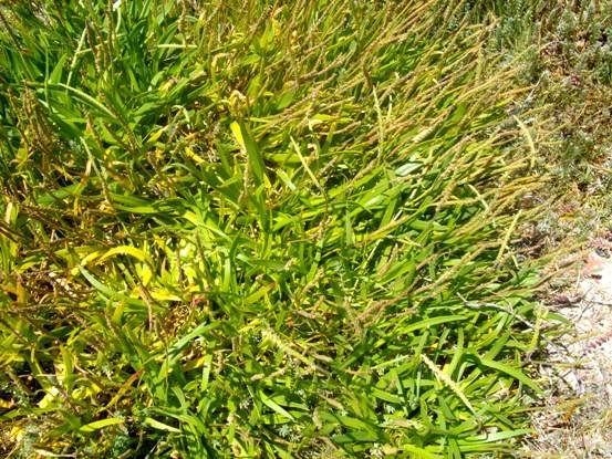 Plantago crassifolia var. crassifolia