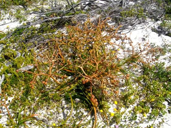 Trachyandra  divaricata