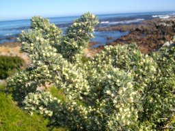 Asparagus capensis