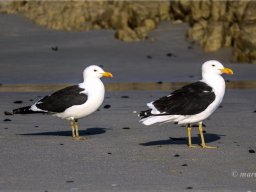 Kelp gulls or Cape gulls?