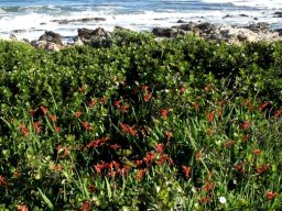 Chasmanthe aethiopica in flower by the sea