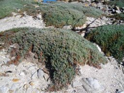 Bassia diffusa on coastal sand