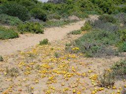 Cleretum bellidiforme, bokbaaivygies 