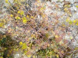 Dasispermum suffruticosum in summer heat