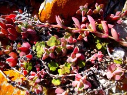 Delosperma litorale