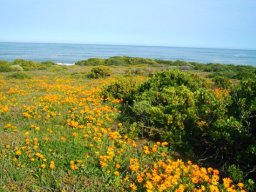 Grotto Bay in flower