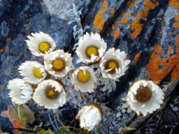 Helichrysum retortum