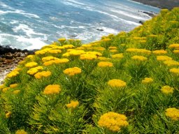 Hymenolepis crithmifolia on a steep rocky slope