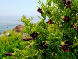 Lycium afrum sea view