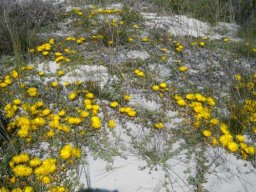 Mesembs and restios near Melkbosstrand
