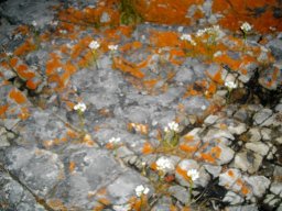 Ornithogalum thyrsoides braving rock and salt
