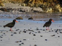 African black oyster catchers