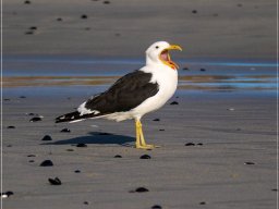 Pavarotti, the kelp gull