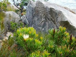 Protea nitida and Protea repens by the sea