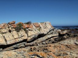 Sparse coastal vegetation