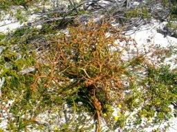 Trachyandra  divaricata